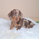 George-male-miniature-poodle-puppy-for-sale- (2)