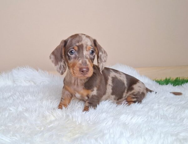 George Miniature Dachshund George Miniature Dachshund