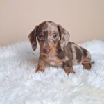 George-male-miniature-poodle-puppy-for-sale- (3)