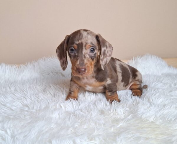 George Miniature Dachshund George Miniature Dachshund