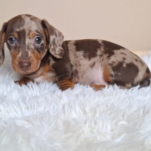 George Miniature Dachshund George Miniature Dachshund