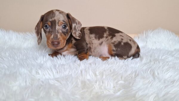 George Miniature Dachshund George Miniature Dachshund