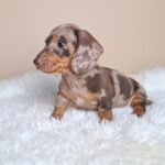 George-male-miniature-poodle-puppy-for-sale- (5)