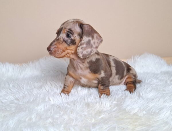 George Miniature Dachshund George Miniature Dachshund