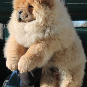 Germont Chow-Chow Germont Chow-Chow