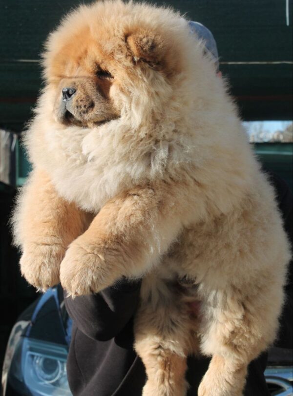Germont Chow-Chow Germont Chow-Chow