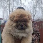 Germont-male-chow-chow-puppy-for-sale-1 (1)