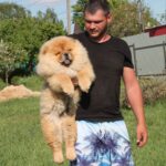 Germont-male-chow-chow-puppy-for-sale-1 (1)