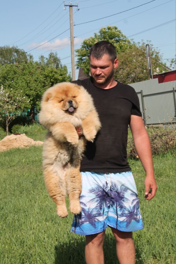 Germont Chow-Chow Germont Chow-Chow