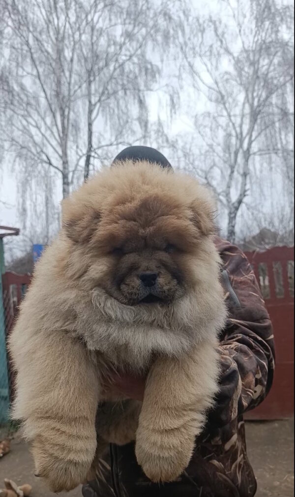 Germont Chow-Chow Germont Chow-Chow