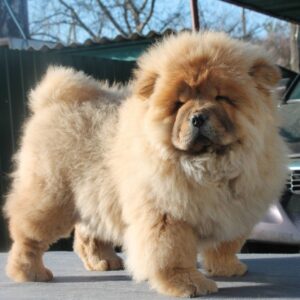 Germont Chow-Chow Germont Chow-Chow