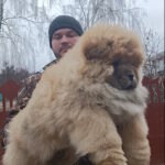 Germont-male-chow-chow-puppy-for-sale-1 (2)
