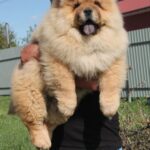 Germont-male-chow-chow-puppy-for-sale-1 (2)