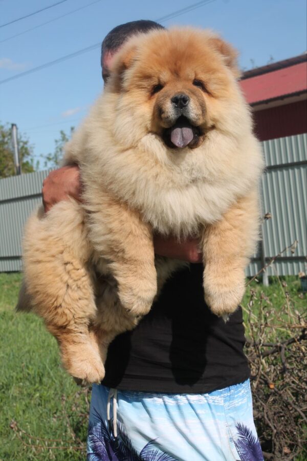 Germont Chow-Chow Germont Chow-Chow