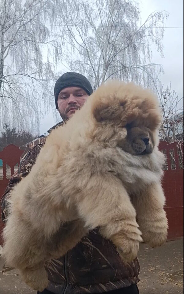 Germont Chow-Chow Germont Chow-Chow