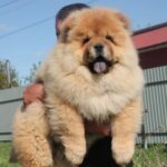 Germont-male-chow-chow-puppy-for-sale-1 (2)(1)