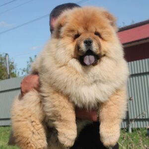Germont Chow-Chow Germont Chow-Chow
