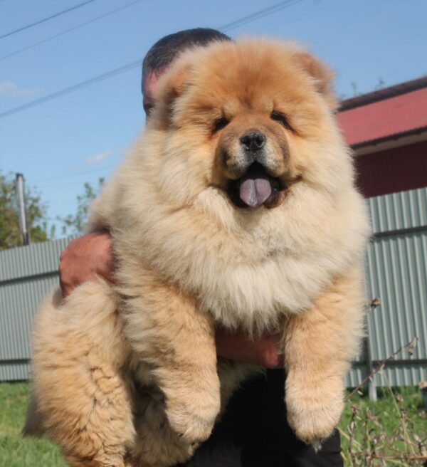 Germont Chow-Chow Germont Chow-Chow