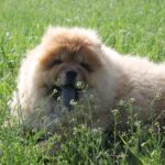 Germont-male-chow-chow-puppy-for-sale-1 (3)