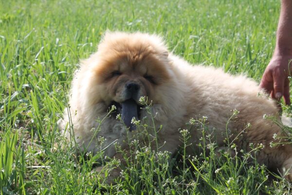 Germont Chow-Chow Germont Chow-Chow