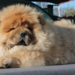 Germont-male-chow-chow-puppy-for-sale-1 (3)