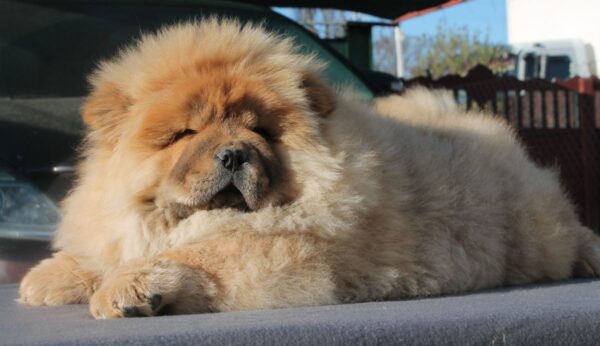 Germont Chow-Chow Germont Chow-Chow