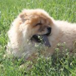 Germont-male-chow-chow-puppy-for-sale-1 (4)