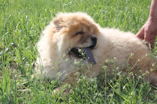 Germont Chow-Chow Germont Chow-Chow