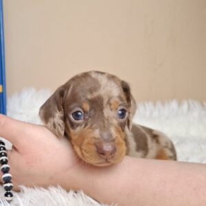 George Miniature Dachshund George Miniature Dachshund
