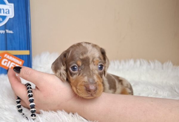 George Miniature Dachshund George Miniature Dachshund