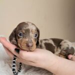 Geroge-male-miniature-dachshund-puppy-for-sale- (2)