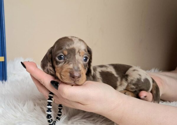 George Miniature Dachshund George Miniature Dachshund