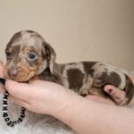 Geroge-male-miniature-dachshund-puppy-for-sale- (3)