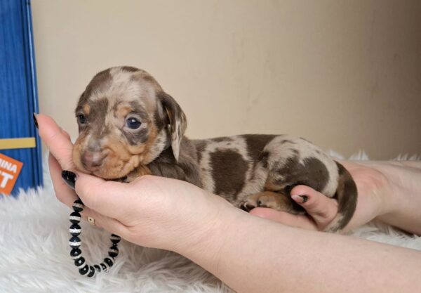 George Miniature Dachshund George Miniature Dachshund