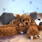 Geron-male-Cavapoo-puppy-for-sale-1