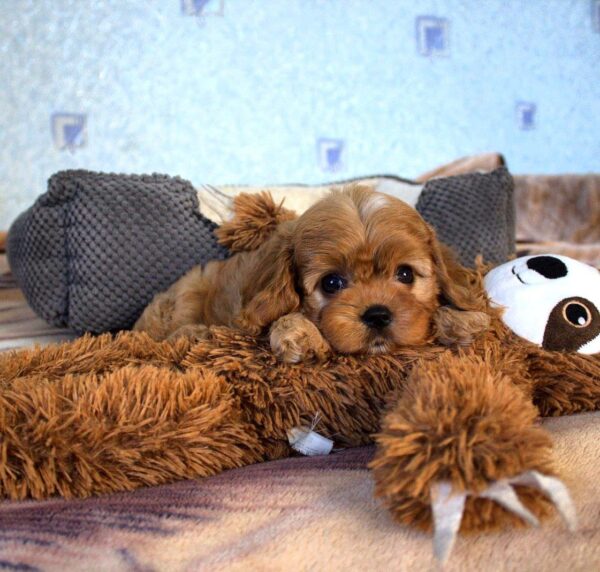 Geron Cavapoo Geron Cavapoo