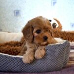 Geron-male-Cavapoo-puppy-for-sale-2