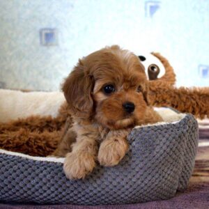 Geron Cavapoo Geron Cavapoo