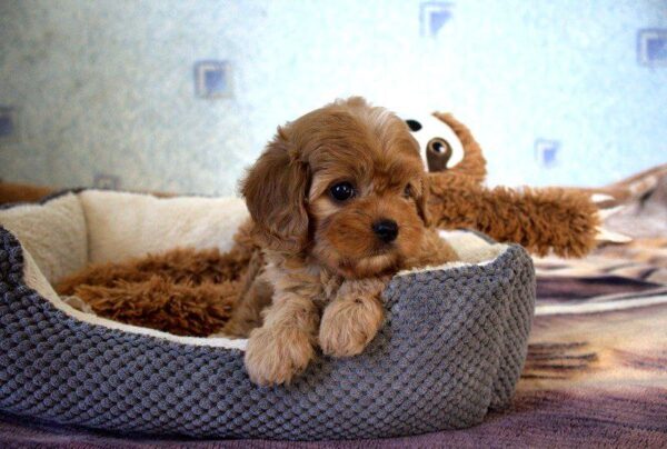 Geron Cavapoo Geron Cavapoo