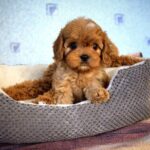 Geron-male-Cavapoo-puppy-for-sale-3