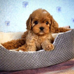 Geron Cavapoo Geron Cavapoo