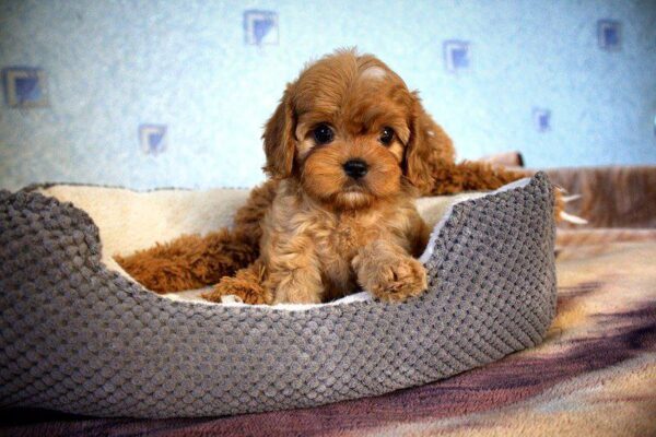 Geron Cavapoo Geron Cavapoo