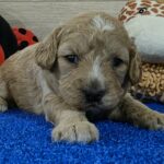 Gertrude-female-cavapoo-puppy-for-sale-1 (1)