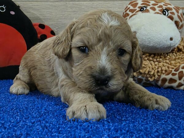 Gertrude Cavapoo Gertrude Cavapoo