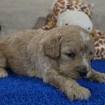 Gertrude-female-cavapoo-puppy-for-sale-1 (2)