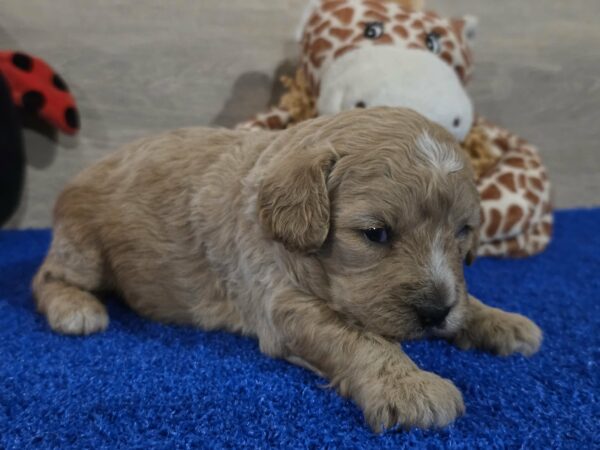 Gertrude Cavapoo Gertrude Cavapoo