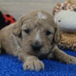 Gertrude-female-cavapoo-puppy-for-sale-1 (3)