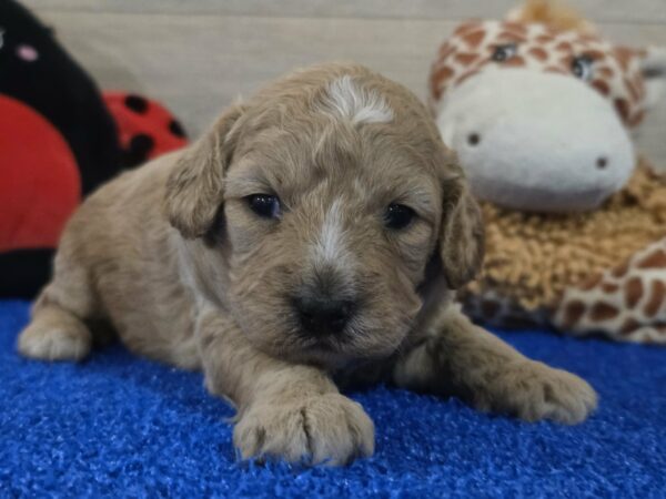 Gertrude Cavapoo Gertrude Cavapoo