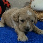 Gertrude-female-cavapoo-puppy-for-sale-1 (4)