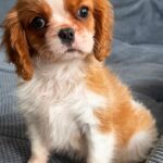 Giasa-female-Cavalier-puppy-for-sale-1